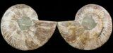 Cut & Polished Ammonite Fossil - Agatized #39506-1